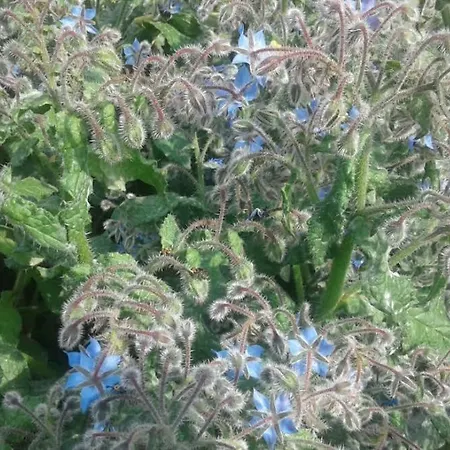 Lo Spazio Magico Frühstückspension